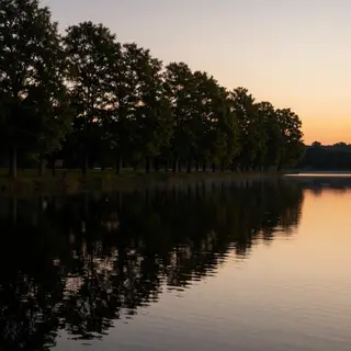 A row of trees reflected in a calm lake at sunset, with the 