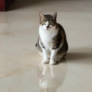 A cat sitting on a polished marble floor with its reflection