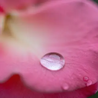 A close-up macro shot of a single dewdrop on a rose petal, s