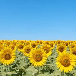 A field of pure sunflower yellow flowers under a clear blue 