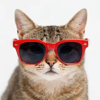 A tabby cat wearing oversized red sunglasses