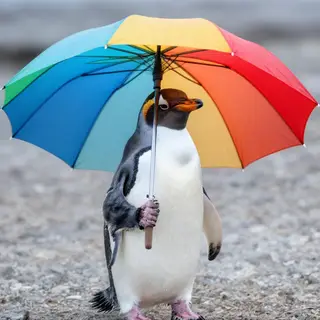 A penguin holding a colorful umbrella