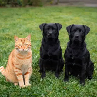 2 orange cats and 3 black dogs sitting together on a grassy 