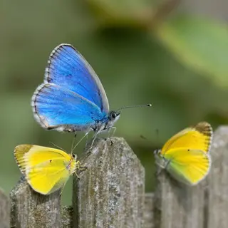 1 blue butterfly and 3 yellow butterflies resting on a garde