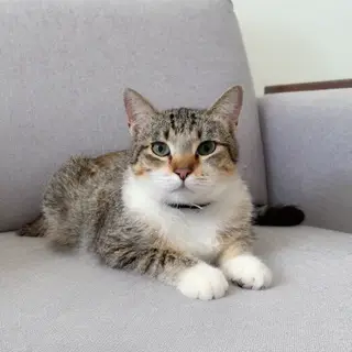 A cat lying on a couch without a collar