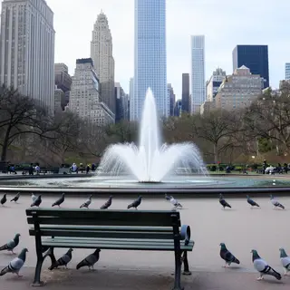 A city park with a park bench and pigeons in the foreground,