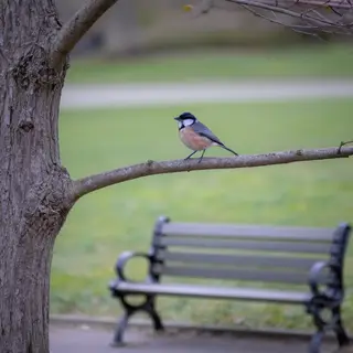 A bird perched on a branch, the branch extending from a tree