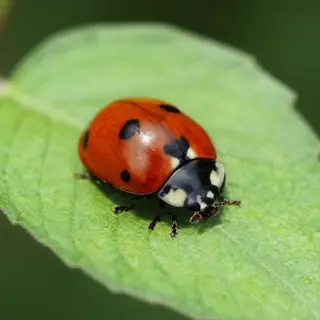A ladybug sitting on a large green leaf, shown at realistic 
