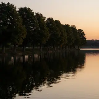 A row of trees reflected in a calm lake at sunset, with the 