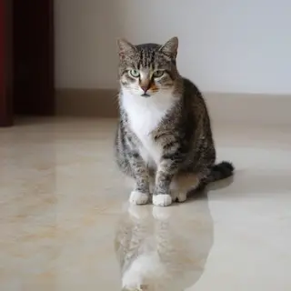 A cat sitting on a polished marble floor with its reflection