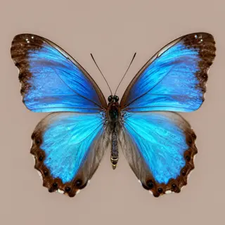 A Morpho menelaus butterfly with accurate iridescent blue do