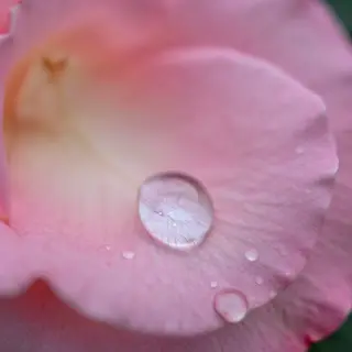 A close-up macro shot of a single dewdrop on a rose petal, s