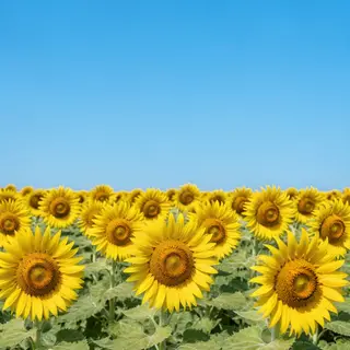 A field of pure sunflower yellow flowers under a clear blue 
