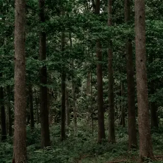 A forest scene where the foliage is precisely #2D5F2D (dark 