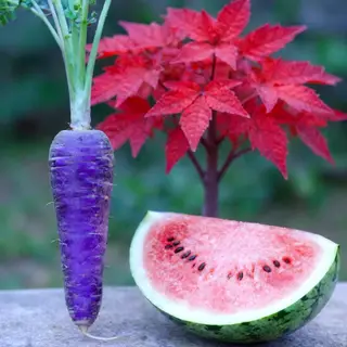 A purple carrot, a red tree with red leaves, and a white wat