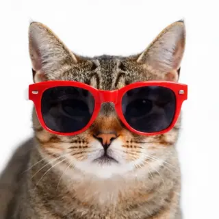 A tabby cat wearing oversized red sunglasses
