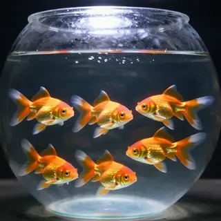 Exactly 9 goldfish swimming in a large round fishbowl