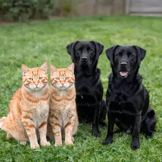 2 orange cats and 3 black dogs sitting together on a grassy 