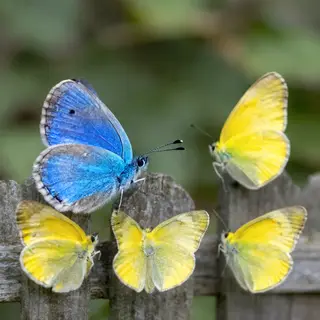 1 blue butterfly and 3 yellow butterflies resting on a garde