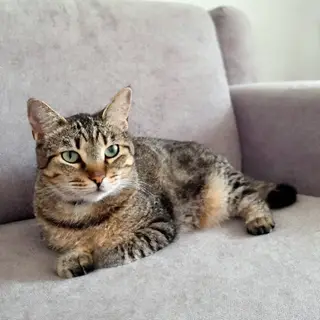 A cat lying on a couch without a collar