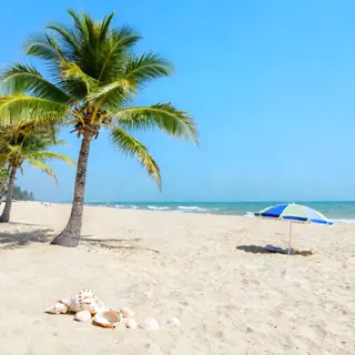 A sandy beach with palm trees, seashells, and a beach umbrel