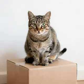 A cat sitting on top of a cardboard box