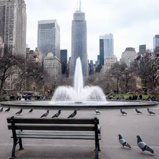A city park with a park bench and pigeons in the foreground,