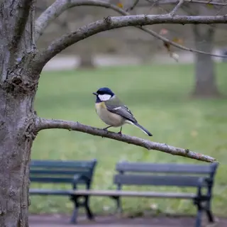 A bird perched on a branch, the branch extending from a tree