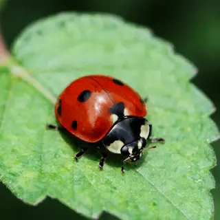 A ladybug sitting on a large green leaf, shown at realistic 