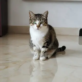 A cat sitting on a polished marble floor with its reflection