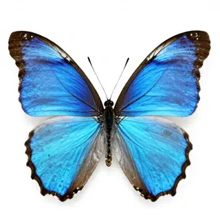 A Morpho menelaus butterfly with accurate iridescent blue do