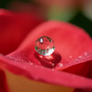 A close-up macro shot of a single dewdrop on a rose petal, s