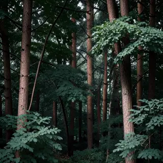 A forest scene where the foliage is precisely #2D5F2D (dark 