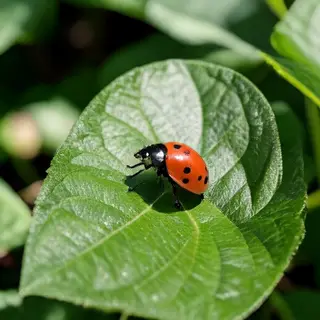 A ladybug sitting on a large green leaf, shown at realistic 