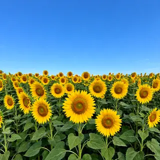 A field of pure sunflower yellow flowers under a clear blue 