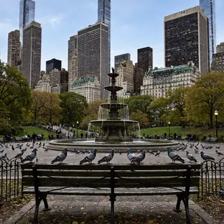 A city park with a park bench and pigeons in the foreground,