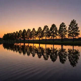 A row of trees reflected in a calm lake at sunset, with the 