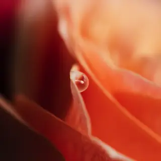 A close-up macro shot of a single dewdrop on a rose petal, s
