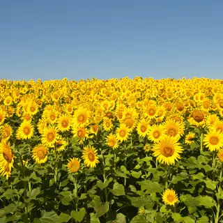 A field of pure sunflower yellow flowers under a clear blue 