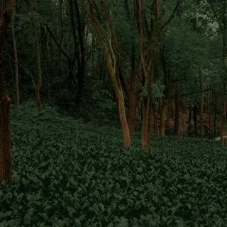 A forest scene where the foliage is precisely #2D5F2D (dark 