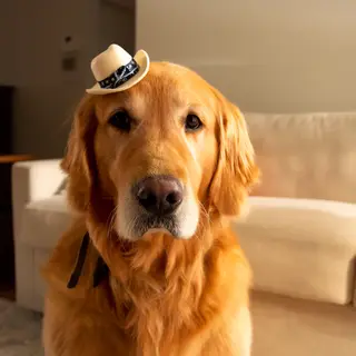 A golden retriever wearing a tiny cowboy hat