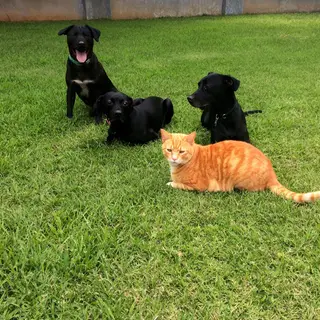 2 orange cats and 3 black dogs sitting together on a grassy 