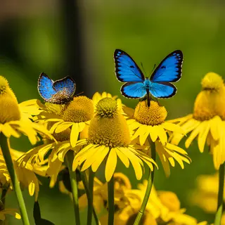 1 blue butterfly and 3 yellow butterflies resting on a garde