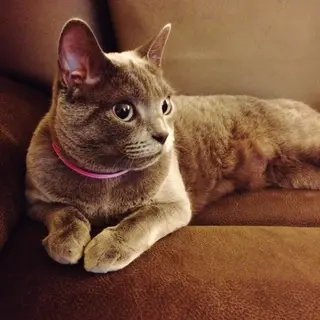 A cat lying on a couch without a collar