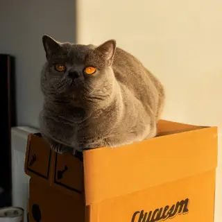 A cat sitting on top of a cardboard box