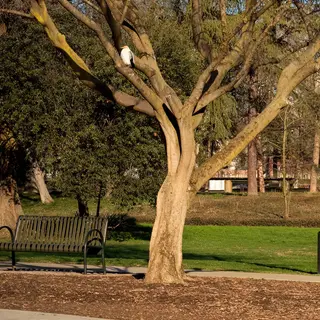 A bird perched on a branch, the branch extending from a tree