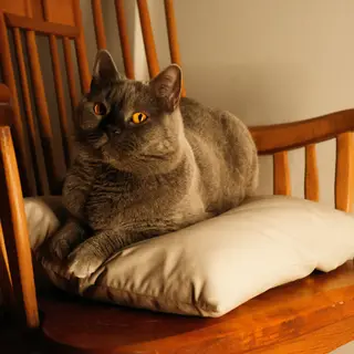 A cat sitting on a pillow, the pillow placed on a wooden cha