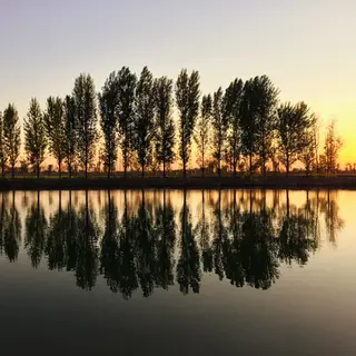 A row of trees reflected in a calm lake at sunset, with the 