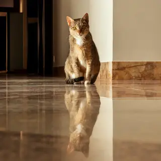 A cat sitting on a polished marble floor with its reflection