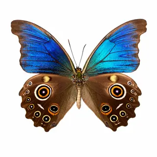 A Morpho menelaus butterfly with accurate iridescent blue do
